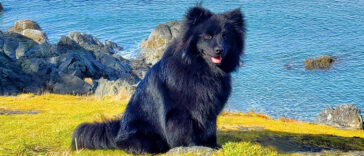 Hundraser: Svensk lapphund