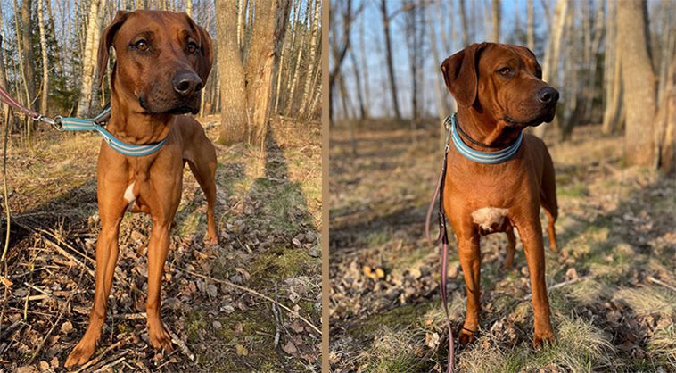 Länsstyrelsen: Två livfulla Rhodesian Ridgeback-damer söker nya ägare – gärna tillsammans