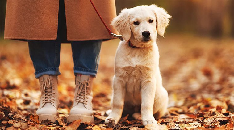 Länsstyrelsens uppmaning: "Viktigt att hålla tillsyn över din hund – särskilt inför sommaren"
