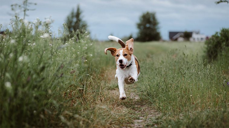 Länsstyrelsens uppmaning: "Viktigt att hålla tillsyn över din hund – särskilt inför sommaren"