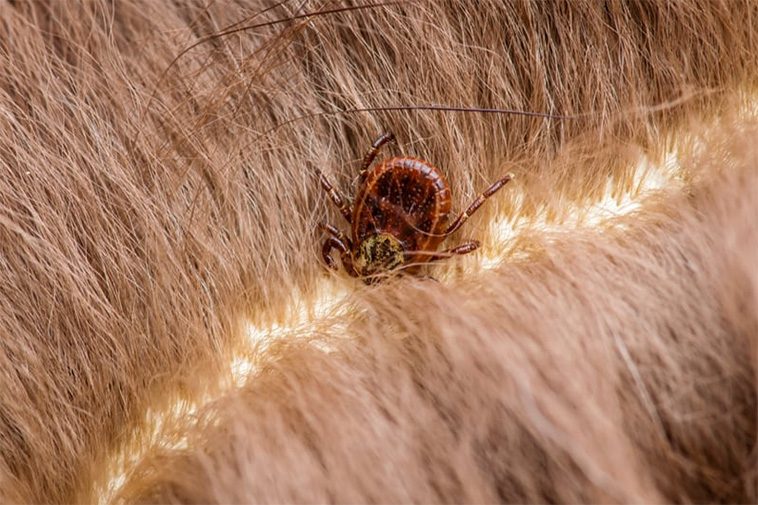 Fästingmedel hotar naturens balans – nervgifter återfinns i både fågelbon och vattendrag