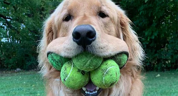Därför bör du aldrig ge tennisbollar till din hund
