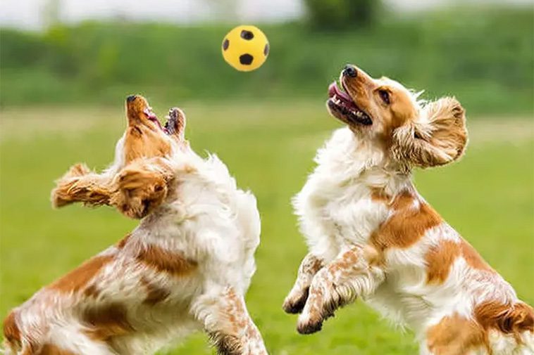 Därför bör du aldrig ge tennisbollar till din hund