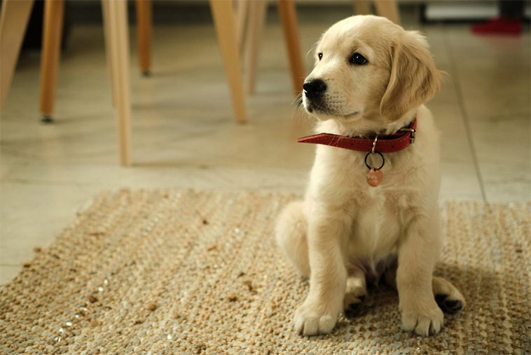 Överraskningen från nätköpet: Trodde han köpte en Golden Retriever – fick en "kötthund"
