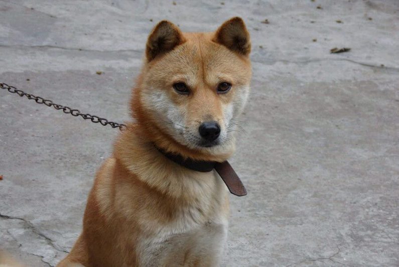 Överraskningen från nätköpet: Trodde han köpte en Golden Retriever – fick en "kötthund"