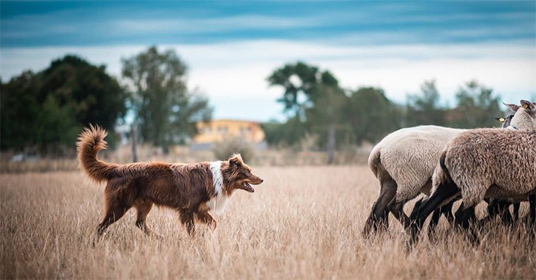 Den fascinerande historien om Australian Shepherd – En hund med oöverträffad energi och intelligens