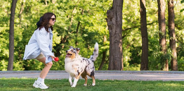 Den fascinerande historien om Australian Shepherd – En hund med oöverträffad energi och intelligens