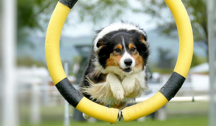 Den fascinerande historien om Australian Shepherd – En hund med oöverträffad energi och intelligens
