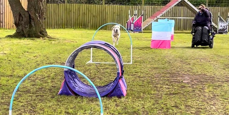 Från hobby till tävling: Så har Hoopers blivit en av de mest populära hundsporterna