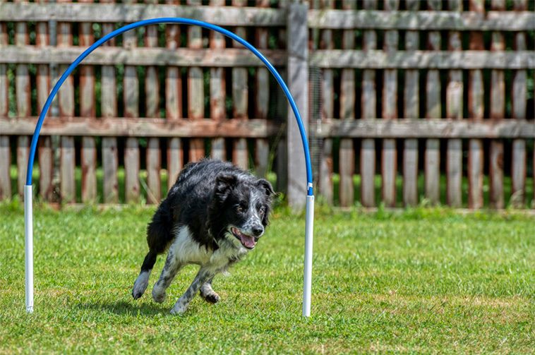 Från hobby till tävling: Så har Hoopers blivit en av de mest populära hundsporterna