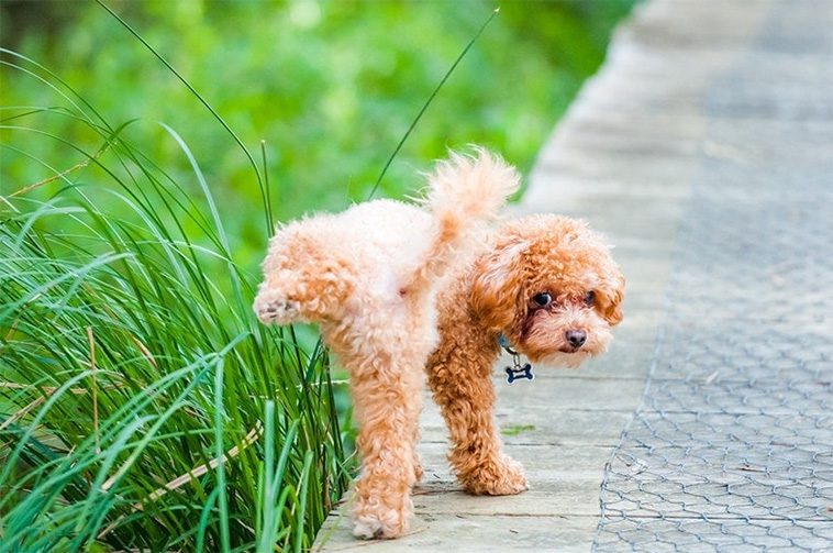 Hundlivet styr bostadsvalet – majoriteten av hundägare kan tänka sig att flytta