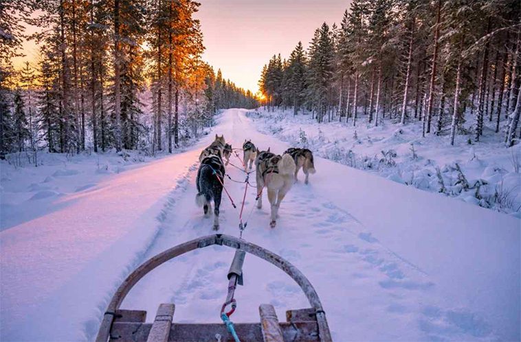 Hundlivet styr bostadsvalet – majoriteten av hundägare kan tänka sig att flytta