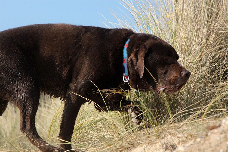 När ormen hugger – så skyddar du din hund på rätt sätt