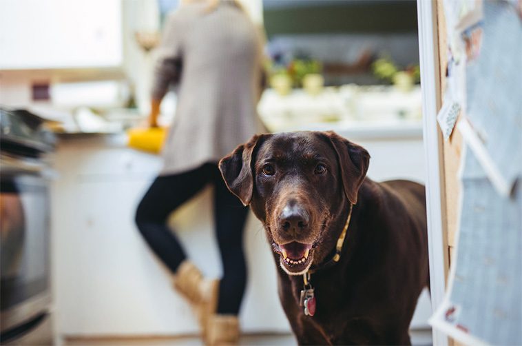 Därför lyder din hund i köket men ignorerar dig ute – och så kan du ändra på det