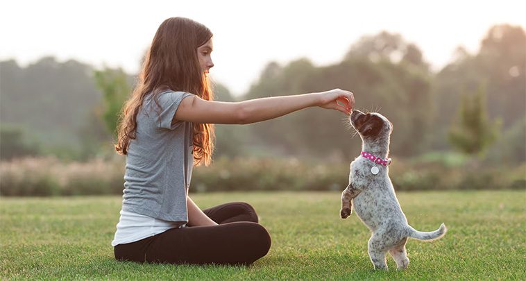 Därför lyder din hund i köket men ignorerar dig ute – och så kan du ändra på det
