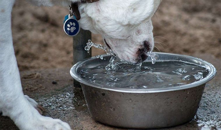 Därför ska du aldrig låta din hund dricka ur offentliga vattenskålar – veterinärer slår larm