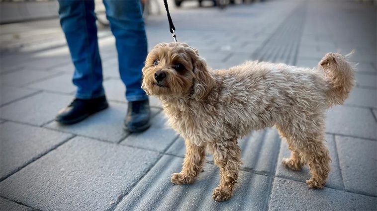 Ännu en hundattack i centrala Luleå – flera incidenter kopplas nu samman