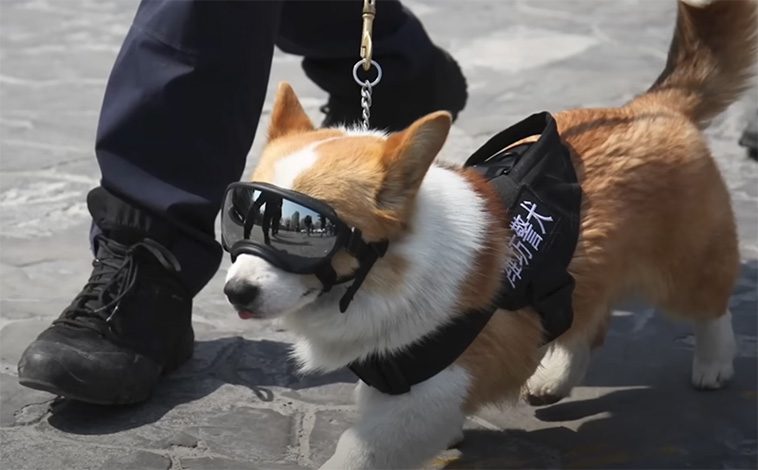 Kinas första och enda Corgi-polishund i nytt blåsväder: Stal korv från barn