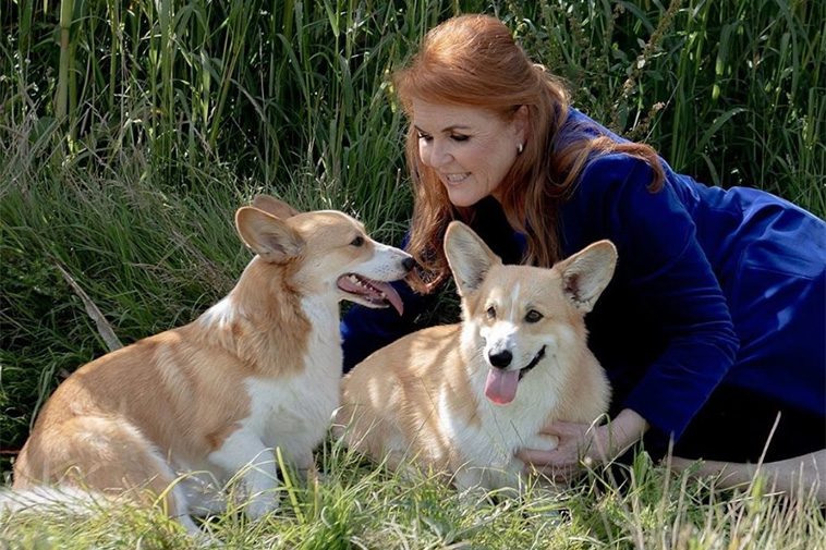 Sarah Ferguson: "Drottningen talar till mig genom sina Corgis"