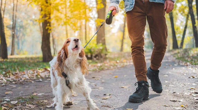 Så får du hunden att sluta skälla – ordet du aldrig bör använda