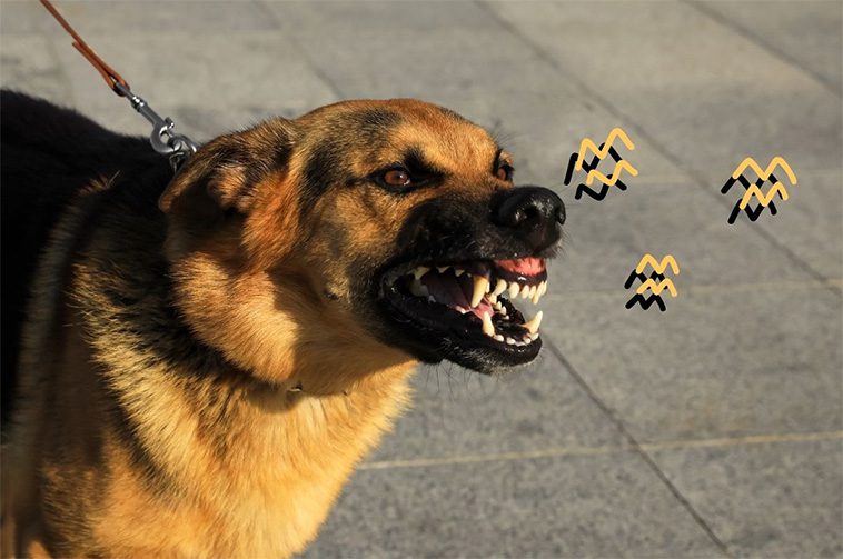 Så får du hunden att sluta skälla – ordet du aldrig bör använda